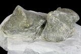 Two Pyrite Replaced Brachiopod (Paraspirifer) Fossils on Shale - Ohio #136659-2